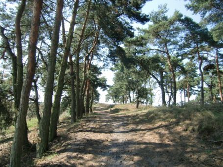 Bergen-Wellerlooi NL : Maasdünen, NSG Landgut De Hamert, Wanderweg auf den Dikkenberg